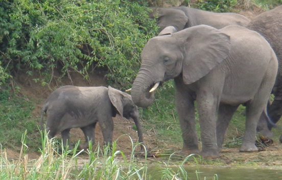 Queen-Elizabeth-National-Park-Uganda