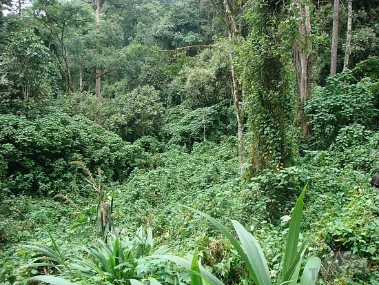 Bwindi Gorilla safari