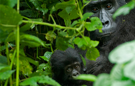 gorilla-trekking-in-bwindi-forest