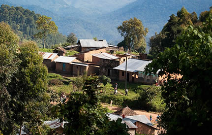 nkuringo-gorilla-camp