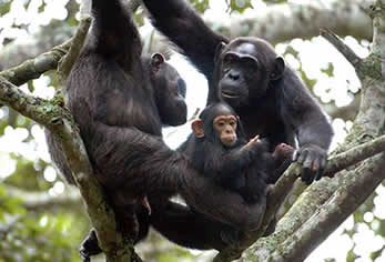 Chimp-family-nyungwe-forest