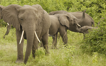 Elephants-Queen-Elizabeth-National-Park