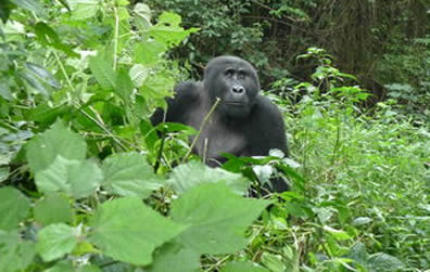 Gorilla-Bwindi-Impenetrable-forest