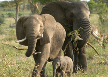 Murchison-Falls-National-Park-Uganda