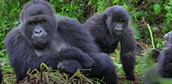 Rwanda-safari-6days