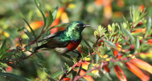 birding-in-Nyungwe