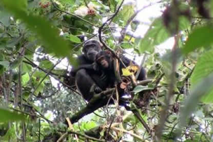 chimpanzee-nyungwe-rwanda