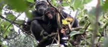 chimpanzee-tracking-nyungwe-rwanda