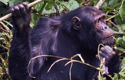 chimps-trekking-adventure