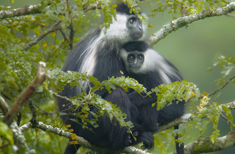 colobus-monkeys-nyungwe-forest