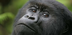 https://www.rwandagorillasafaris.com/tourists-touched-by-baby-gorilla-in-rwanda
