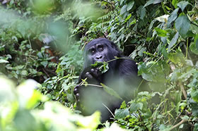 gorilla-Bwindi-national-park
