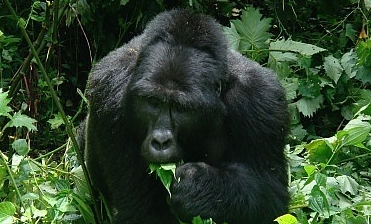 gorilla-bwindi-forest-uganda
