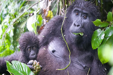 gorilla-bwindi-impenetrable-national-park