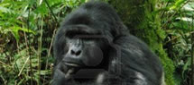 gorilla-bwindi-inpenetrable-forest