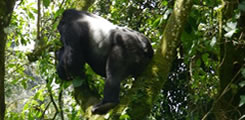 gorilla-forest-camp-bwindi