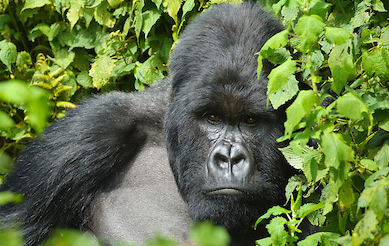 gorilla-rwanda