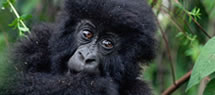 uganda-gorilla-tour