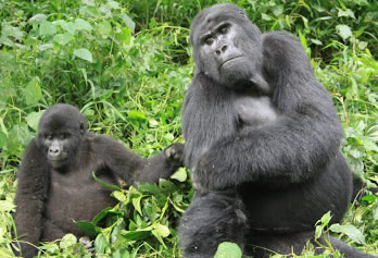 gorilla-trekking-tour-rwanda