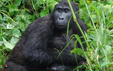 gorilla-trekking-uganda