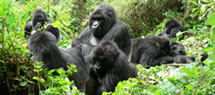 Rwanda-gorilla-tour-3days