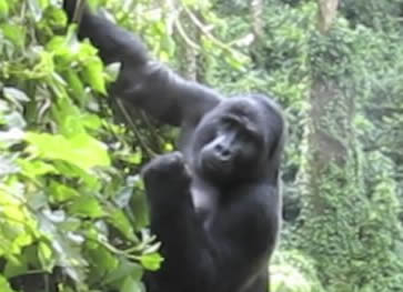 gorilla-uganda-jungles-safaris