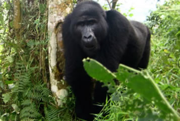 gorilla-uganda