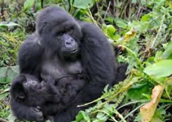 gorilla-volcanoes-national-park