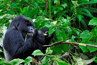 gorillas-volcanoes-rwanda