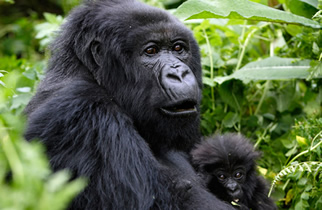 gorillas-bwindi-forest