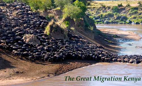 Wildebeest Migration