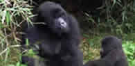 mountain-gorilla-rwanda