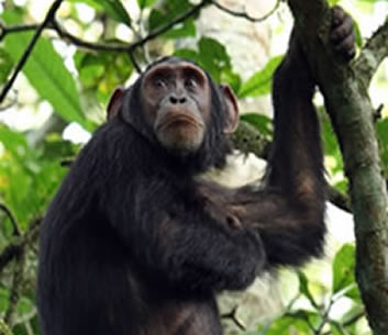 nyungwe-chimpanzee