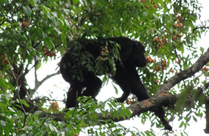 nyungwe-forest-chimpanzee