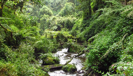 nyungwe-forest-rwanda