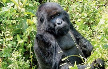 virunga-mountain-gorillas