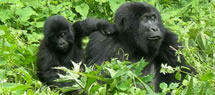 2 days Rwanda gorilla tour