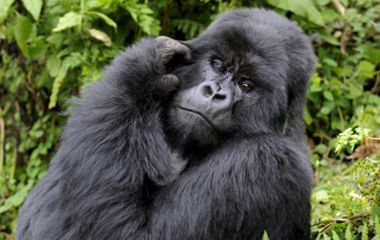 silverback-mountain-gorilla-volcanoes-national-park-rwanda