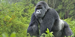 5-day-safari-with-3-gorilla-treks