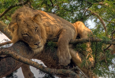 tree-climbing-lions-uganda