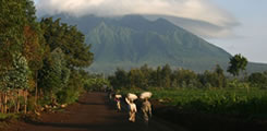 Rwanda-gorilla-tour-3days