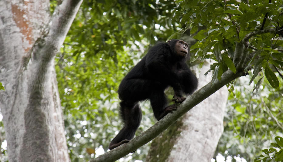 Kyambura Gorge; The Valley Of The Apes – Chimpanzees In Uganda