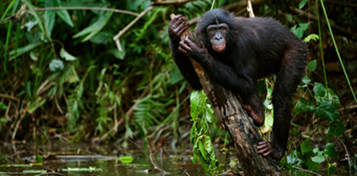 Bononos In Congo Africa – Rwanda Safaris