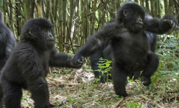 The Twin Baby Gorillas In Rwanda