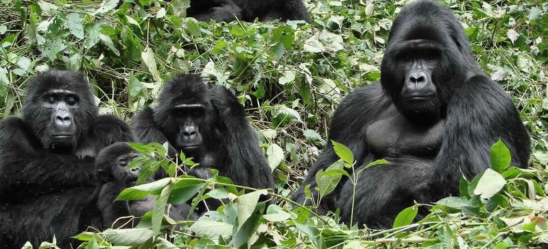 What Is Interesting About Gorillas?