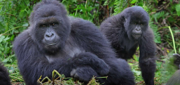 Sheryl And Patty On 12 Day Uganda Rwanda Safari