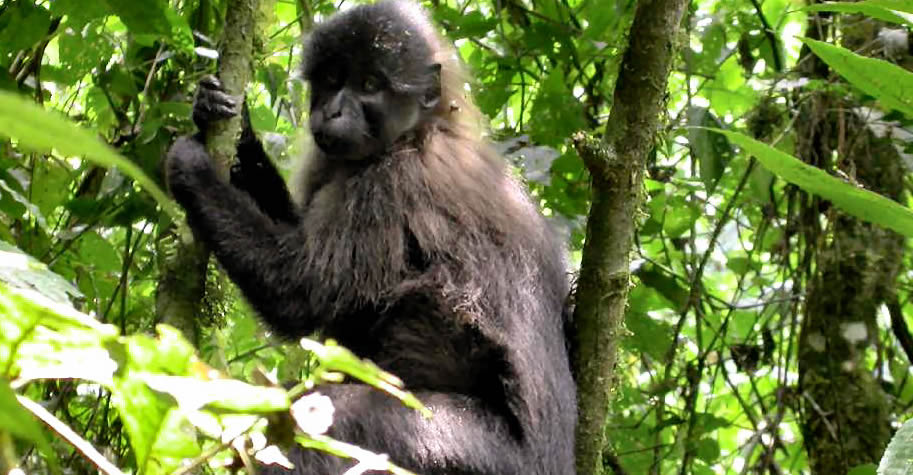 Grey-cheeked Mangabeys – Primate Safaris