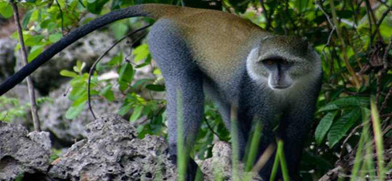 African Blue Monkeys