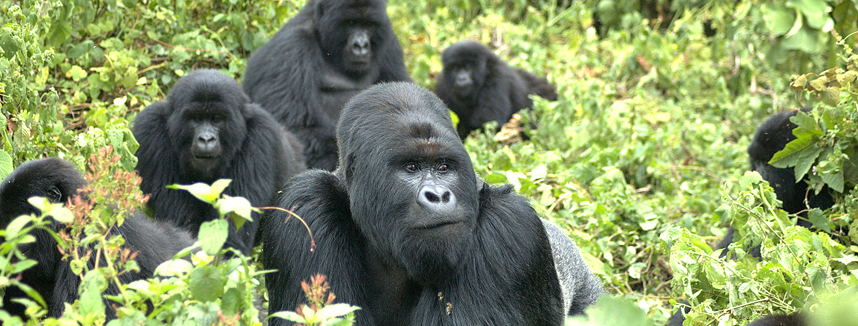 Lohia Family Gorilla Trekking Feedback