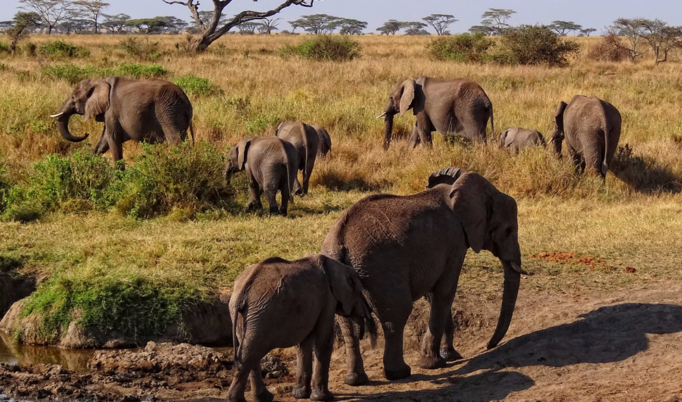 Mara-Serengeti Elephant And Buffalo Population Census 2014